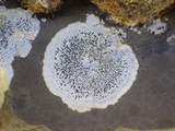 Opegrapha durieui image
