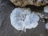 Opegrapha durieui image