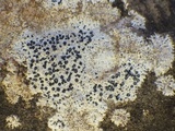 Arthonia meridionalis image
