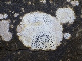 Arthonia meridionalis image