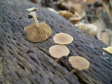 Simocybe centunculus var. centunculus image