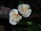 Crepidotus vulgaris image