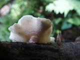 Crepidotus vulgaris image