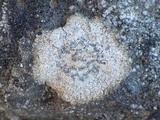 Diplotomma hedinii image