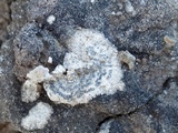 Diplotomma hedinii image