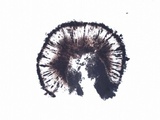Diplotomma hedinii image