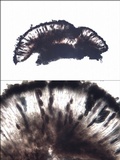 Diplotomma hedinii image