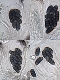 Diplotomma hedinii image