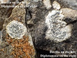 Buellia maritima image