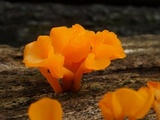 Dacryopinax spathularia image