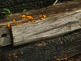 Dacryopinax spathularia image