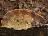 Daedalea quercina image