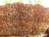 Daedalea quercina image