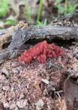 Arcyria denudata image