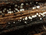 Dasyscyphella nivea image