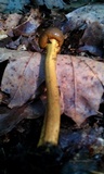 Tolypocladium capitatum image