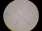 Simocybe centunculus var. centunculus image