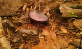 Entoloma nigroviolaceum image