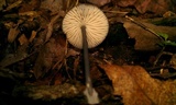 Entoloma nigroviolaceum image
