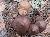 Entoloma vernum image