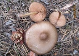 Entoloma vernum image