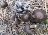 Entoloma vernum image