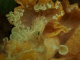 Entoloma parasiticum image