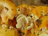 Entoloma parasiticum image