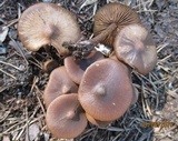 Entoloma vernum image