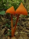 Entoloma salmoneum image