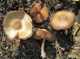 Entoloma vernum image