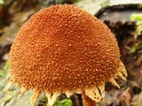 Flammulaster erinaceellus image