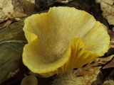 Chrysomphalina strombodes image