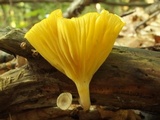 Chrysomphalina strombodes image