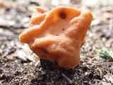 Gyromitra korfii image