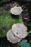 Cymatoderma elegans image