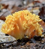 Ramaria formosa image