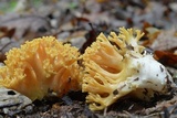 Ramaria formosa image