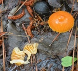 Hygrocybe psittacina var. perplexa image