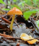 Hygrocybe psittacina var. perplexa image