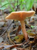 Lepista flaccida image