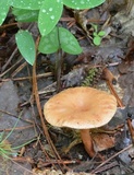 Lepista flaccida image