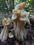Helvella crispa image