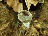 Helvella macropus image