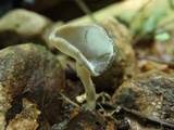 Helvella cupuliformis image