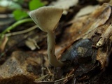 Helvella cupuliformis image