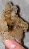 Helvellosebacina concrescens image