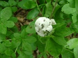 Exobasidium vaccinii image