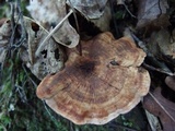 Hydnellum concrescens image
