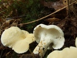 Hydnum repandum var. albidum image